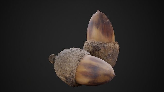 Acorn 4K Photoscanned Low-poly 3D model