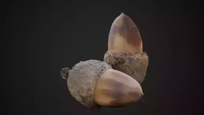Acorn 4K Photoscanned Low-poly 3D model