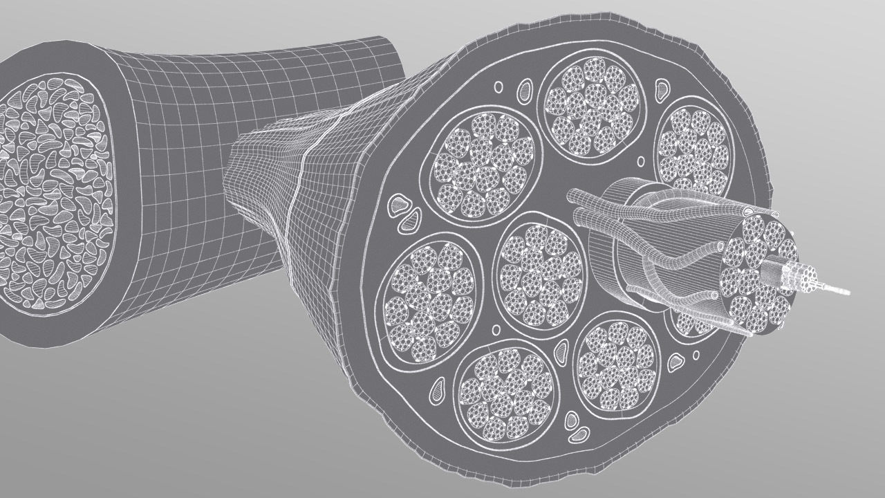 Skeletal Muscle Cell Fiber Cross Section 3D model_11
