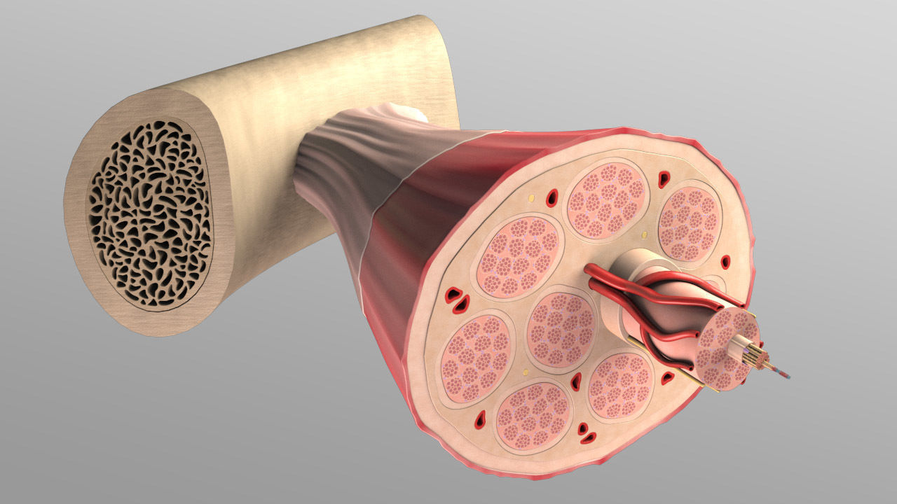 Skeletal Muscle Cell Fiber Cross Section 3D model_2