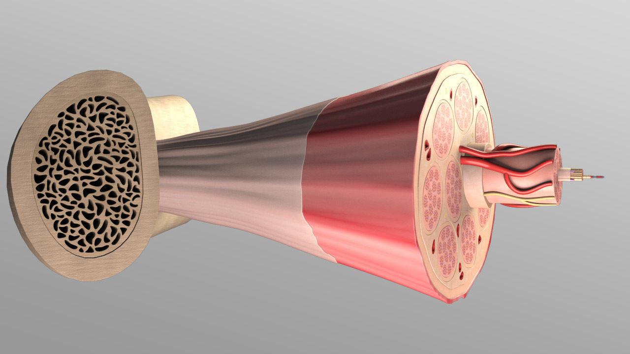Skeletal Muscle Cell Fiber Cross Section 3D model_1