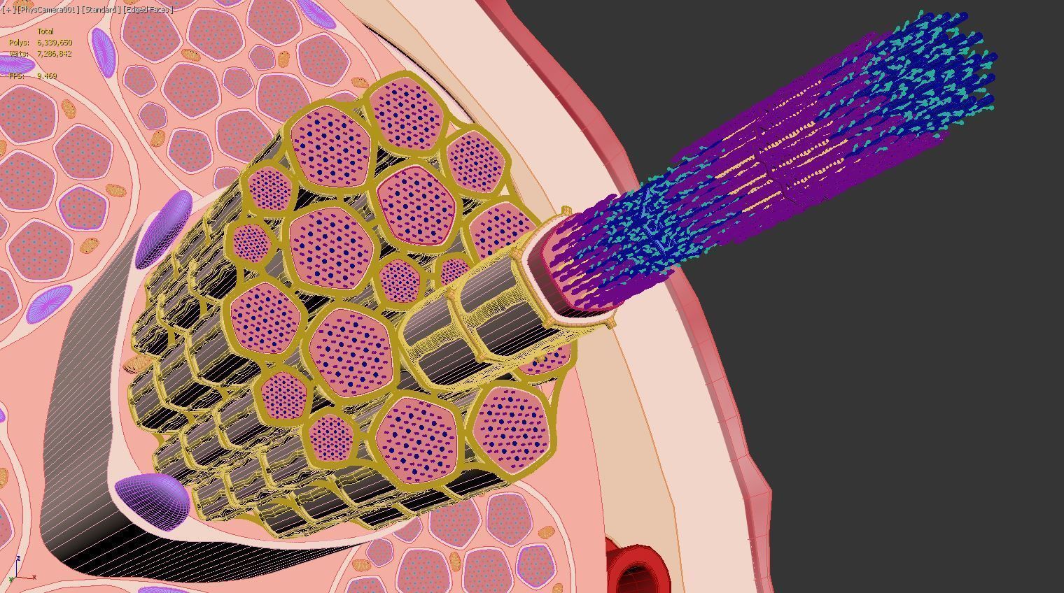 Skeletal Muscle Cell Fiber Cross Section 3D model_20