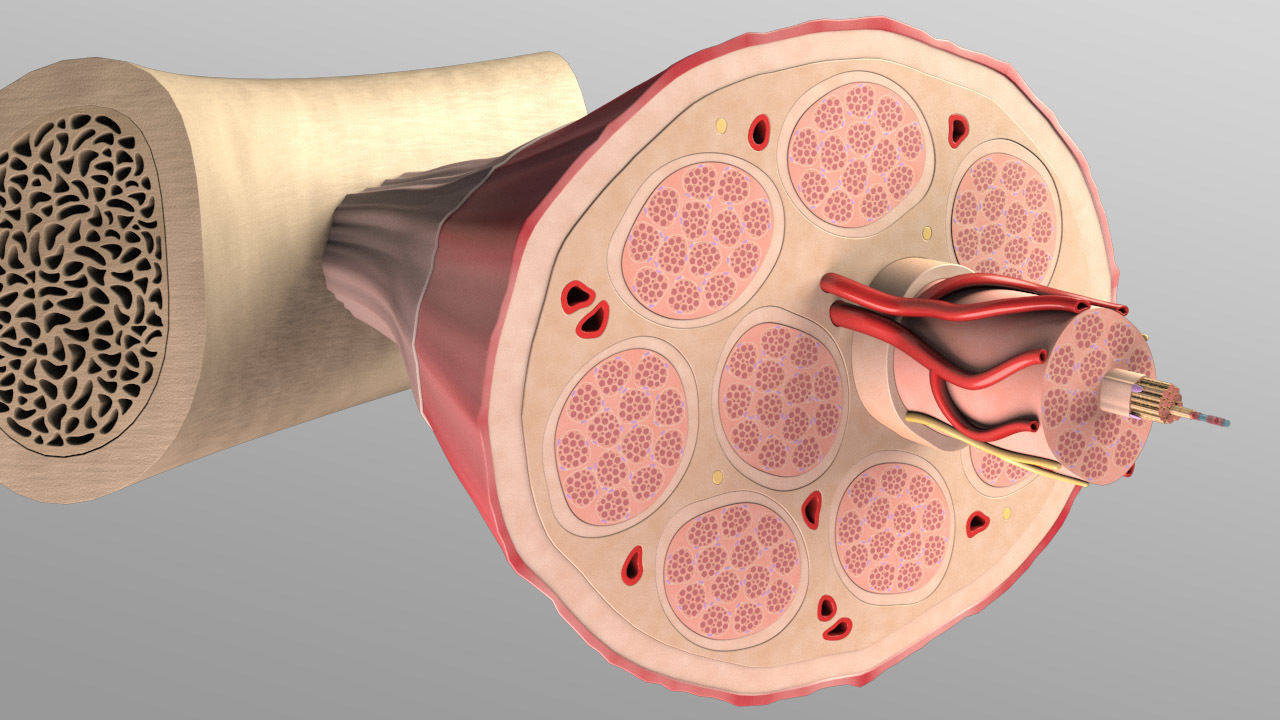 Skeletal Muscle Cell Fiber Cross Section 3D model_3