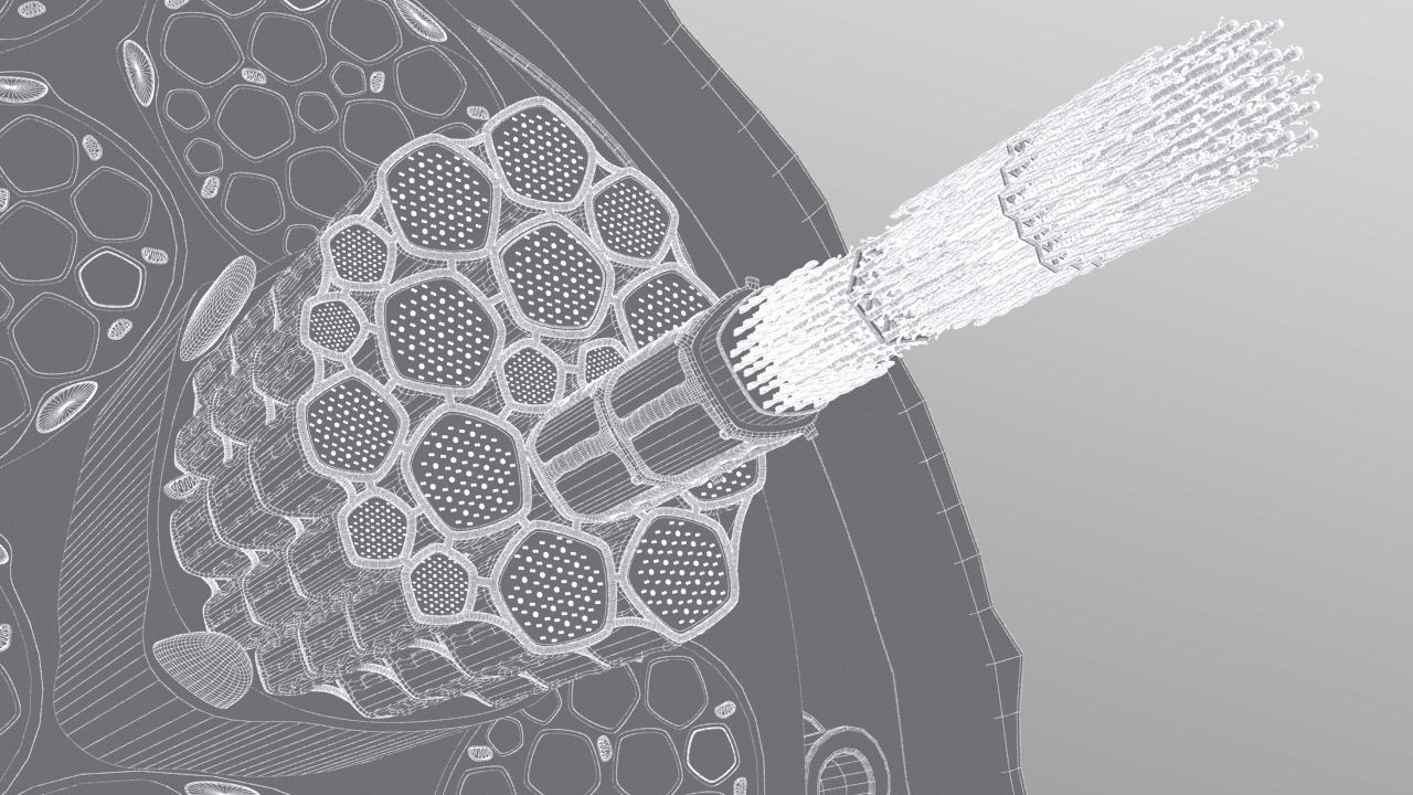 Skeletal Muscle Cell Fiber Cross Section 3D model_14