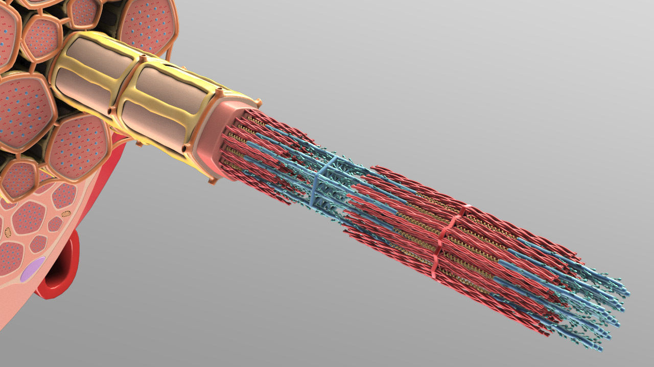 Skeletal Muscle Cell Fiber Cross Section 3D model_8