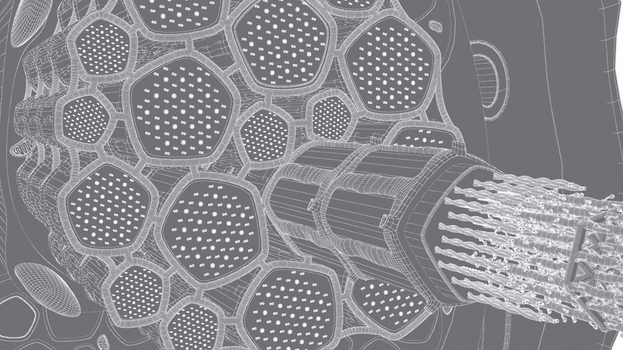 Skeletal Muscle Cell Fiber Cross Section 3D model_15
