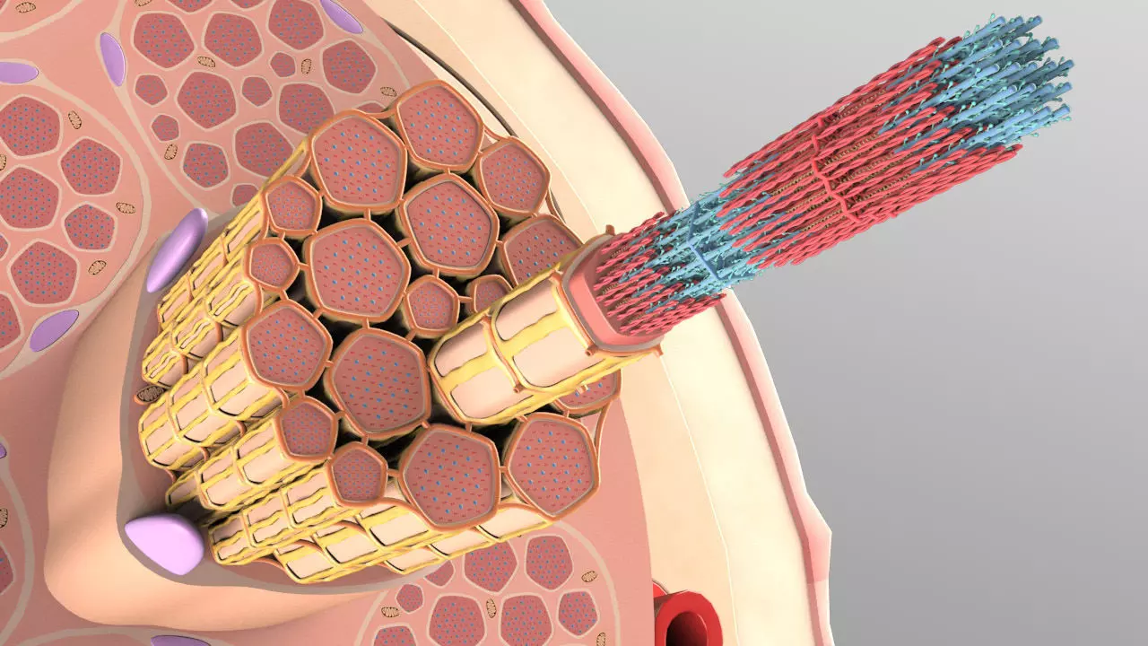 Skeletal Muscle Cell Fiber Cross Section 3D model_0