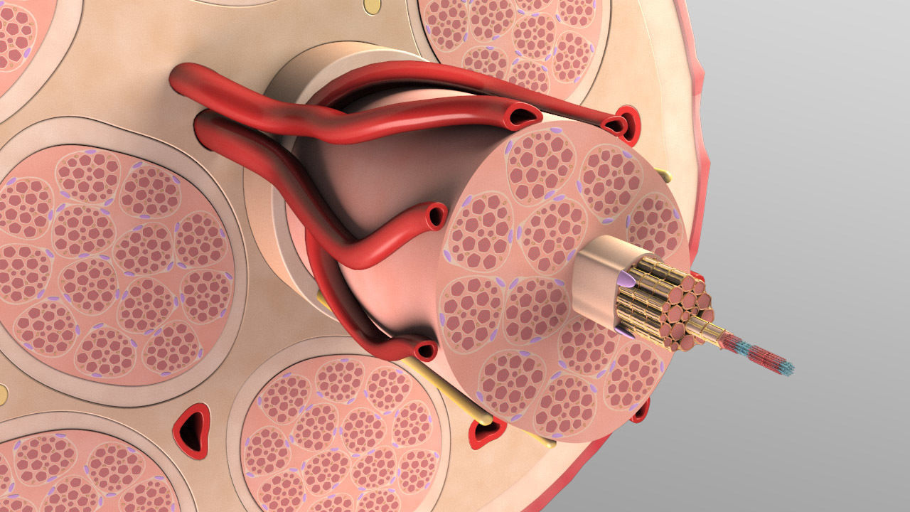Skeletal Muscle Cell Fiber Cross Section 3D model_5