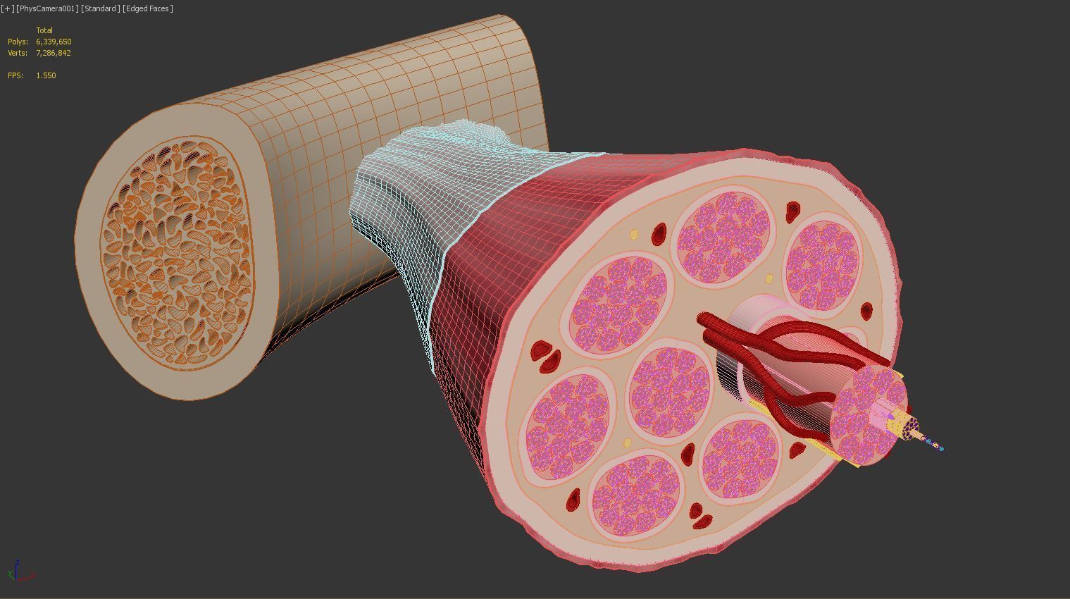 Skeletal Muscle Cell Fiber Cross Section 3D model_19