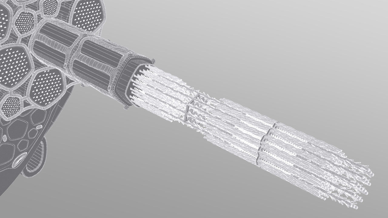 Skeletal Muscle Cell Fiber Cross Section 3D model_17