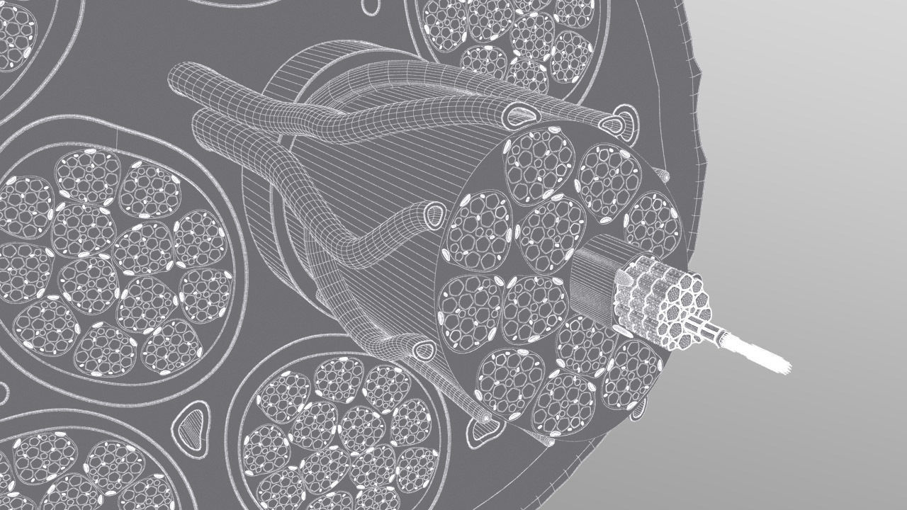 Skeletal Muscle Cell Fiber Cross Section 3D model_13