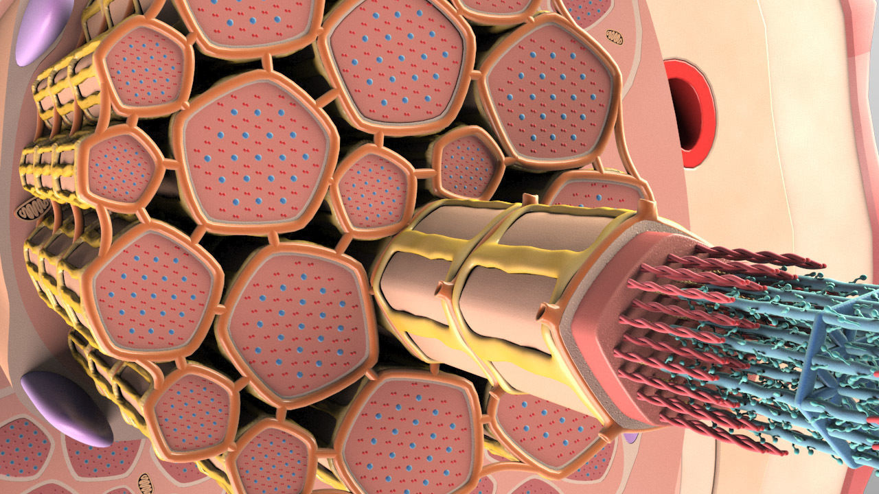 Skeletal Muscle Cell Fiber Cross Section 3D model_6