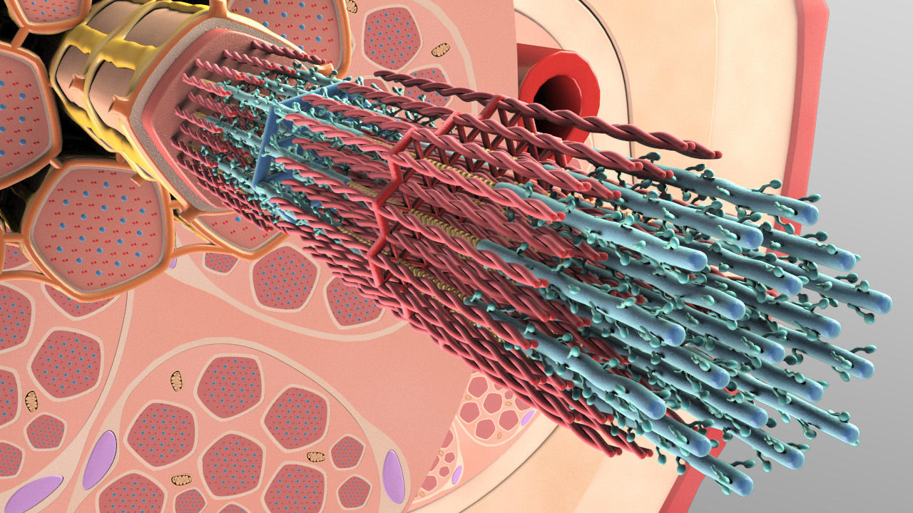 Skeletal Muscle Cell Fiber Cross Section 3D model_7