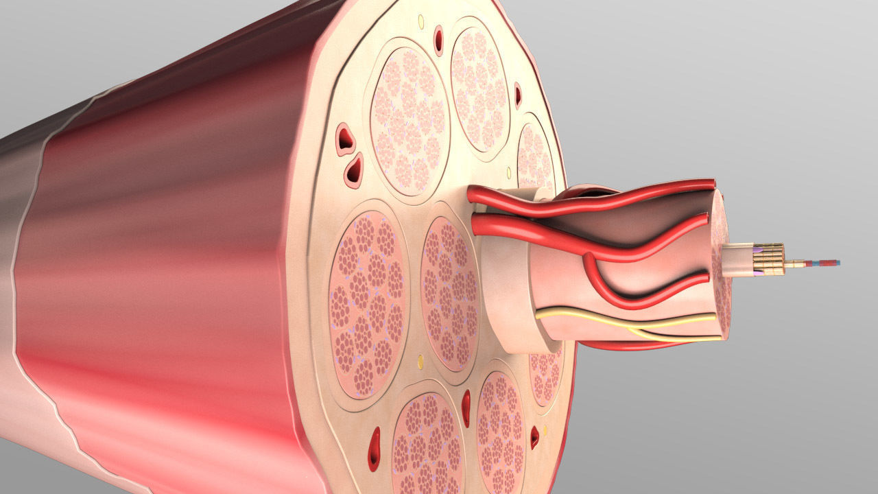 Skeletal Muscle Cell Fiber Cross Section 3D model_4
