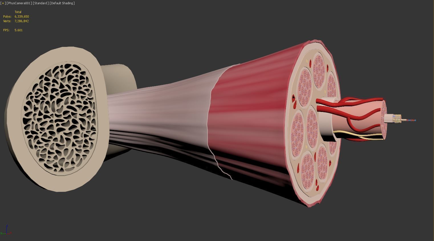 Skeletal Muscle Cell Fiber Cross Section 3D model_18