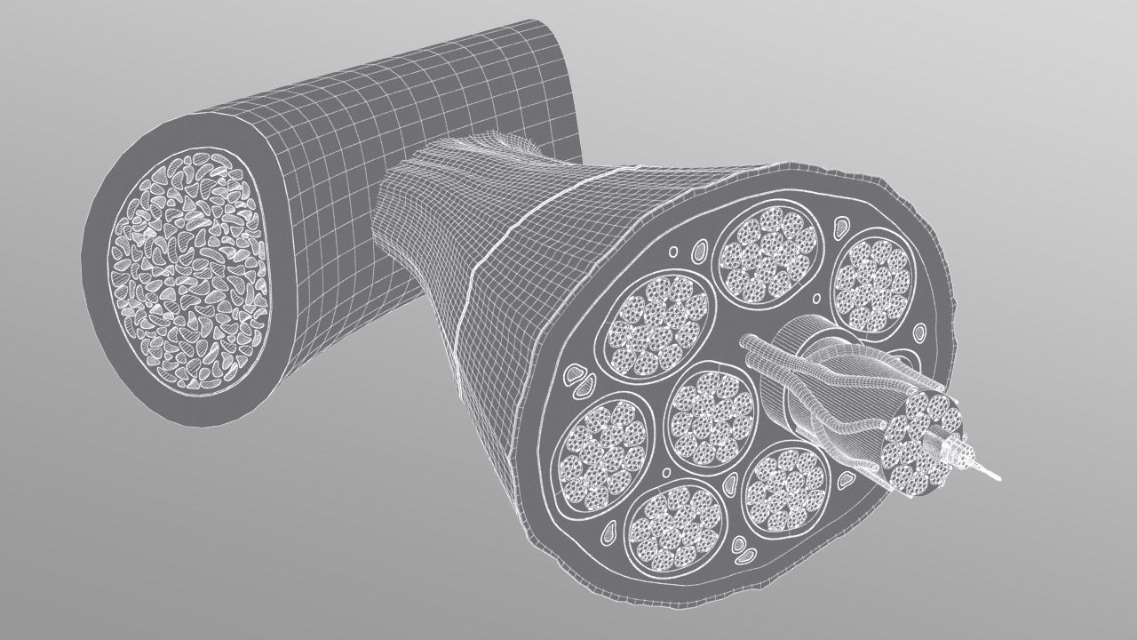 Skeletal Muscle Cell Fiber Cross Section 3D model_10