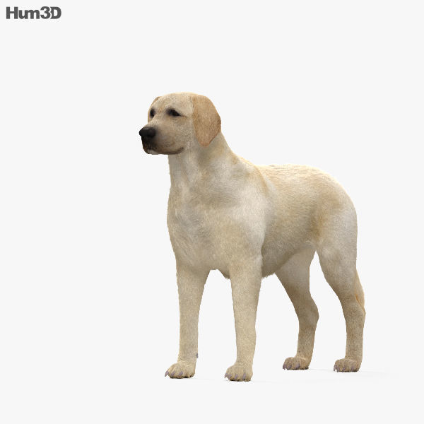 Labrador Retriever HD