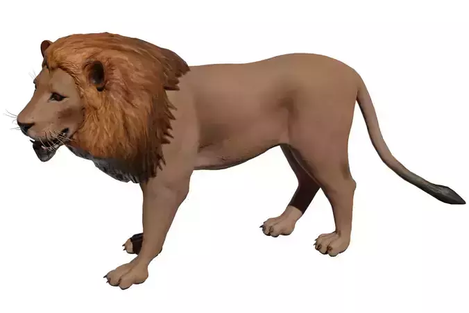 African Lion Low-poly 3D model