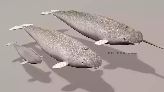 Narwhal Whales Family - Monodon Monoceros - Male Female Calf - 
