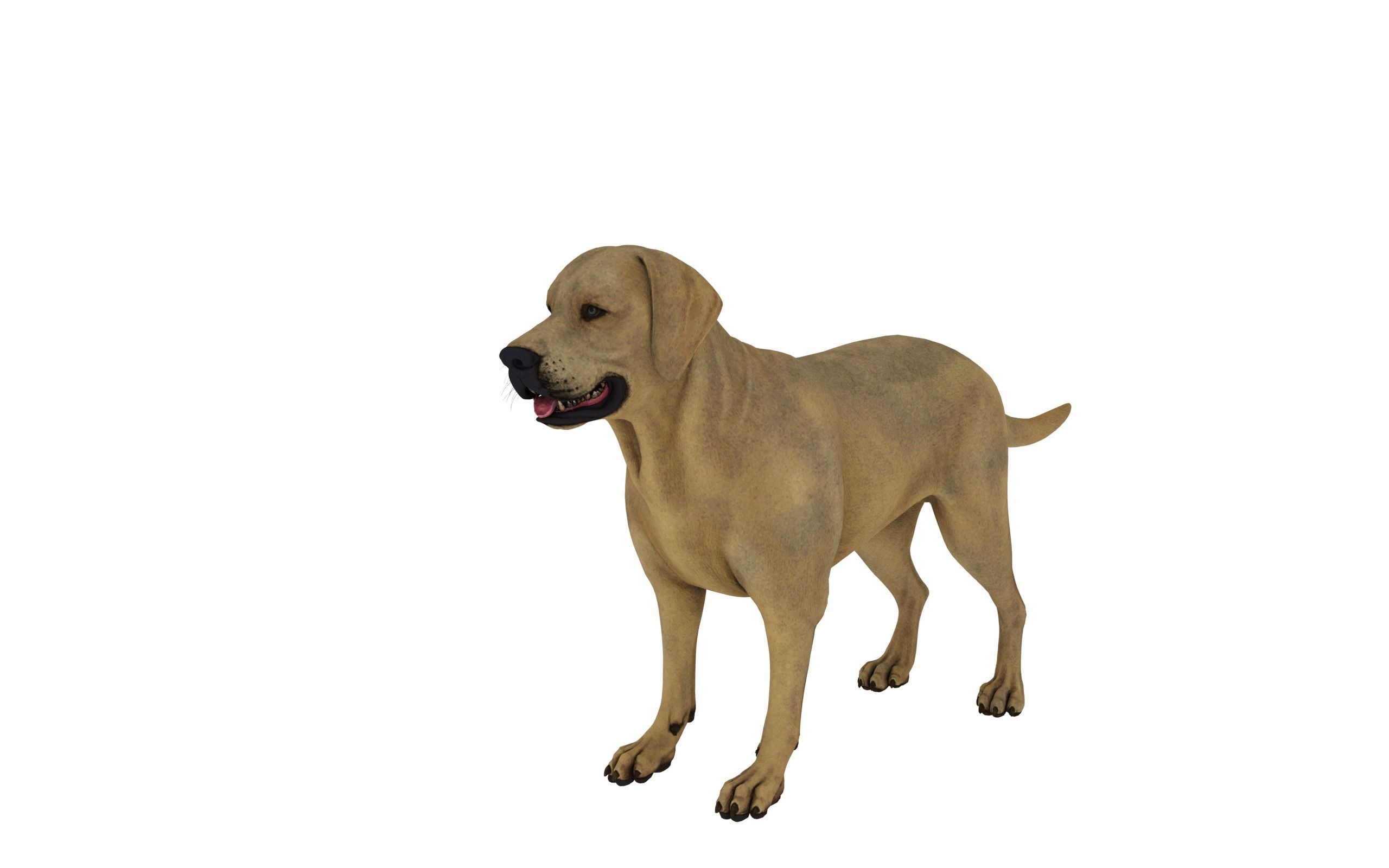 dog 3D model labrador retriever Low-poly 3D model_1