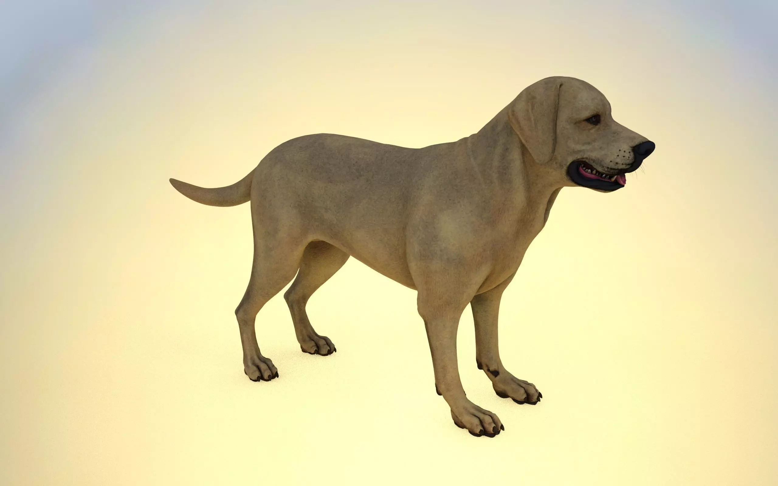 dog 3D model labrador retriever Low-poly 3D model_0