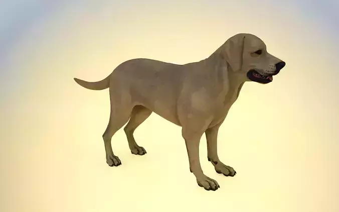 dog 3D model labrador retriever Low-poly 3D model