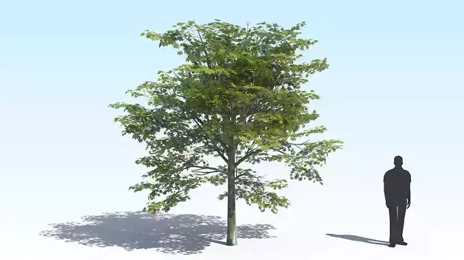 Maple Acer Tree 01 ArchViz  3D model