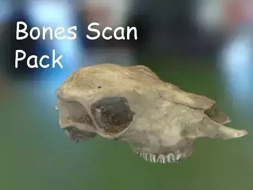 PBR Bones Scan Set 2 Low-poly 3D model
