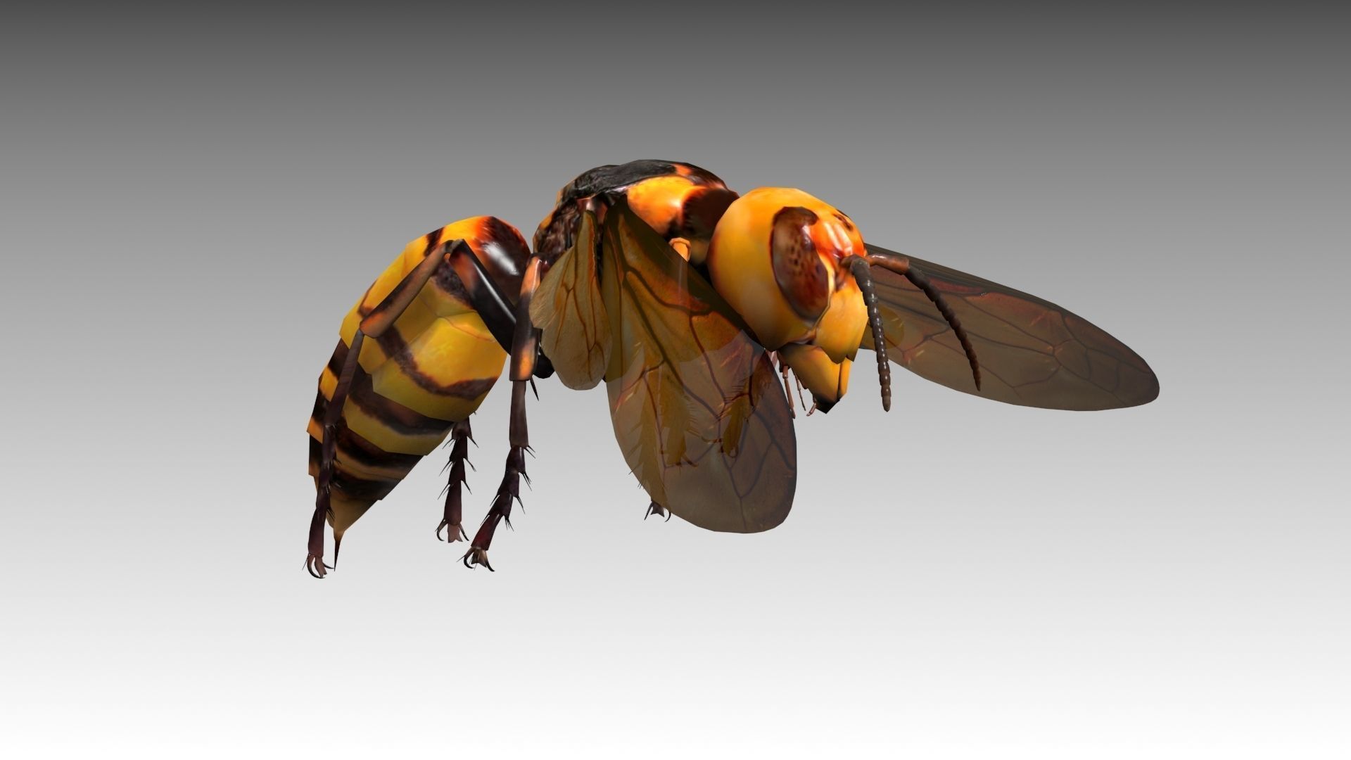 Giant Hornet Low-poly 3D model_5