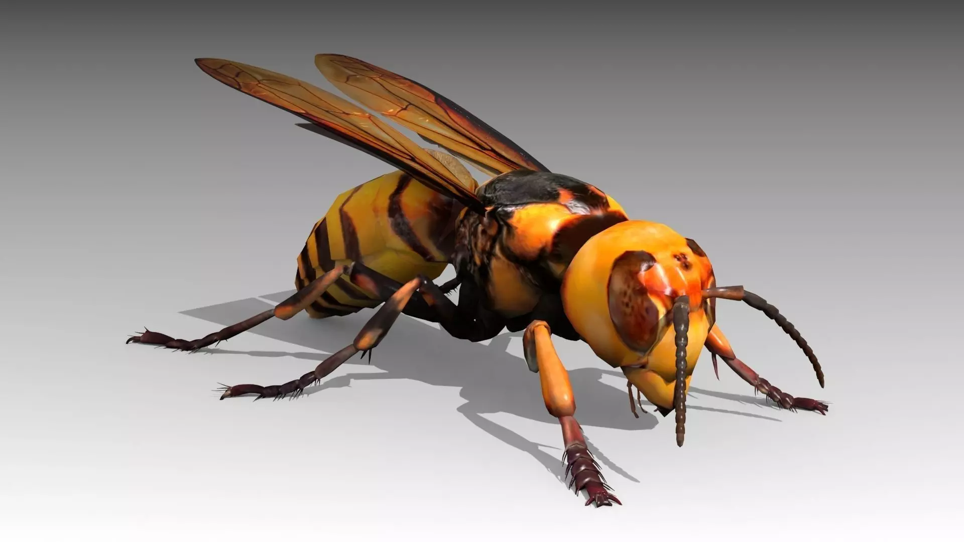 Giant Hornet Low-poly 3D model_0