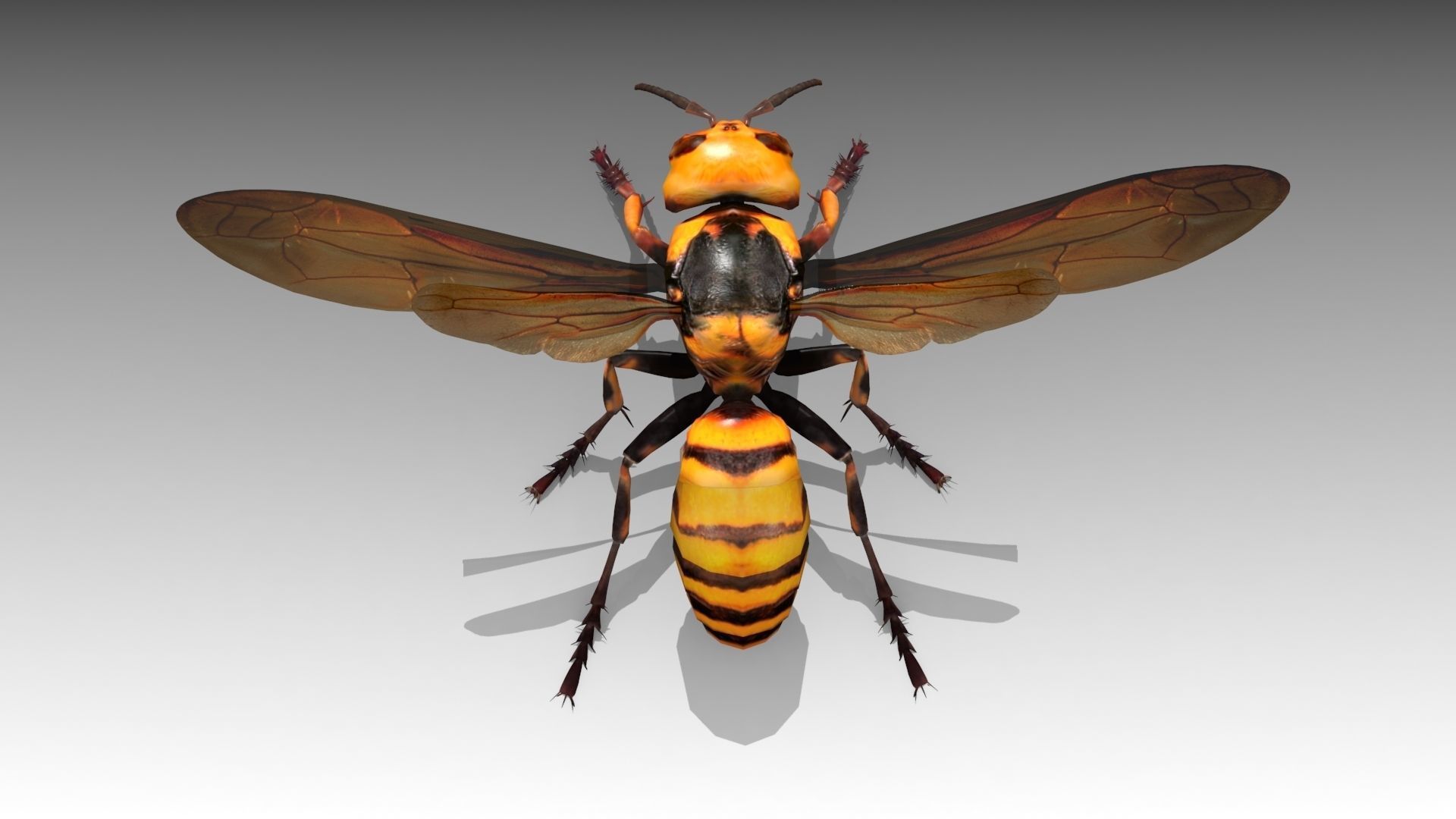 Giant Hornet Low-poly 3D model_3