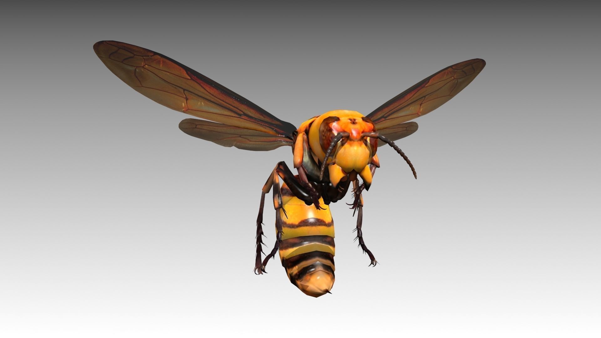 Giant Hornet Low-poly 3D model_7