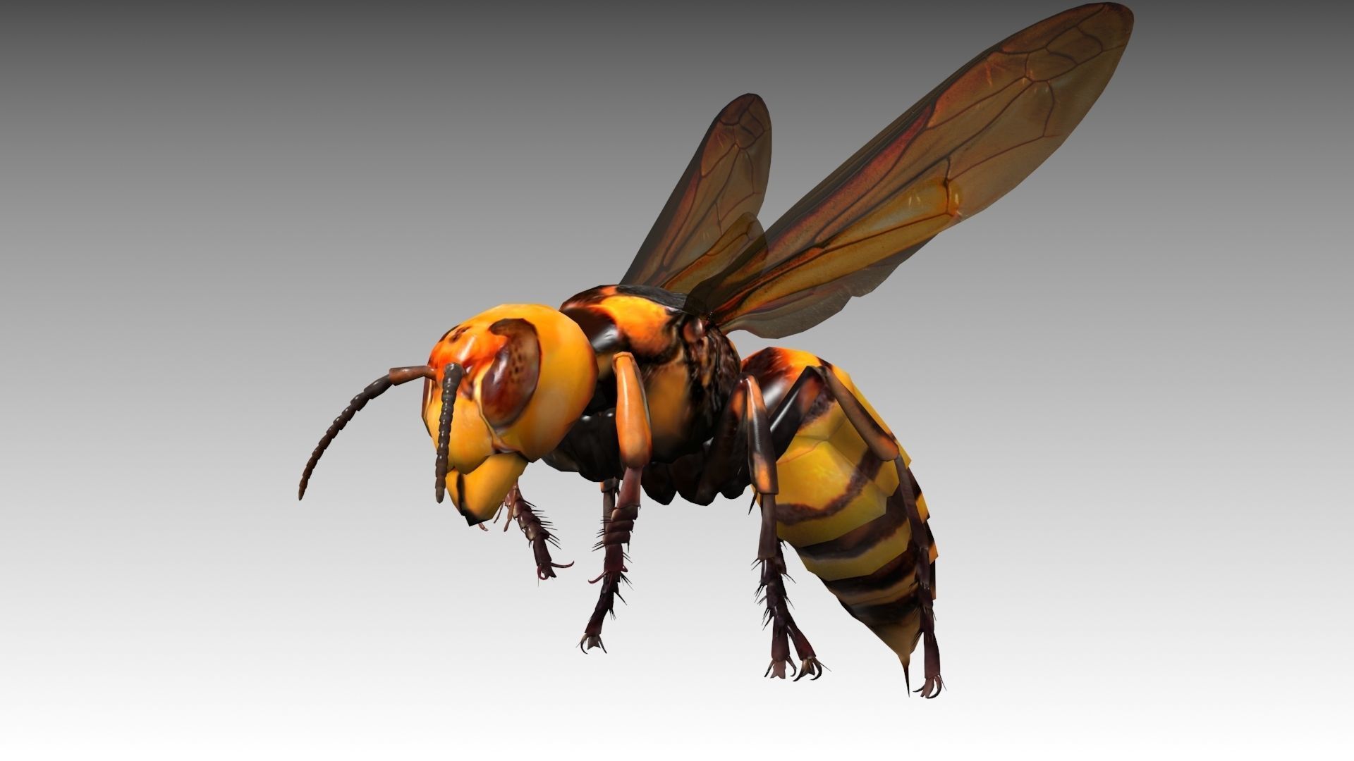 Giant Hornet Low-poly 3D model_6