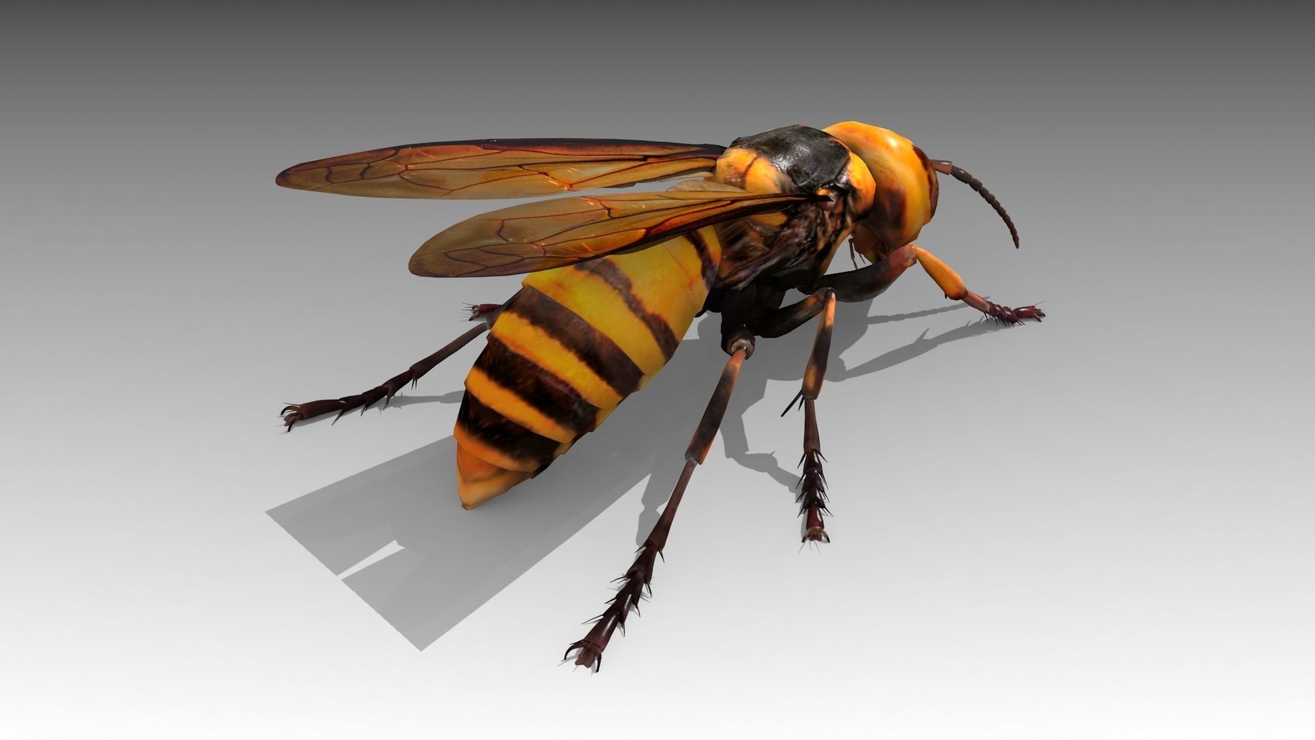 Giant Hornet Low-poly 3D model_2