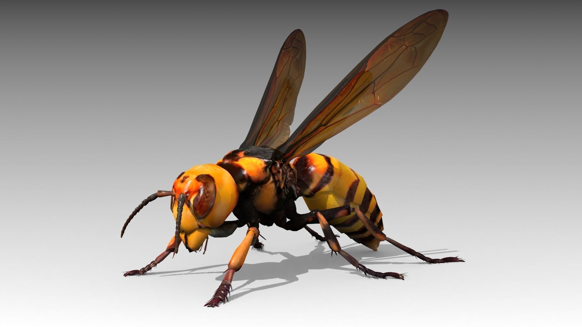 Giant Hornet Low-poly 3D model_4