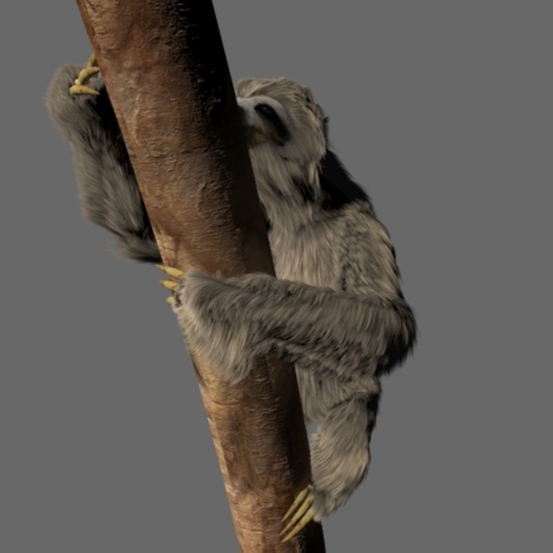 Sloth Low-poly 3D model_10