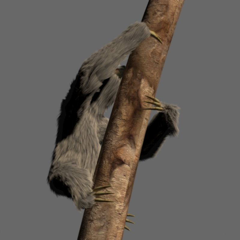 Sloth Low-poly 3D model_11