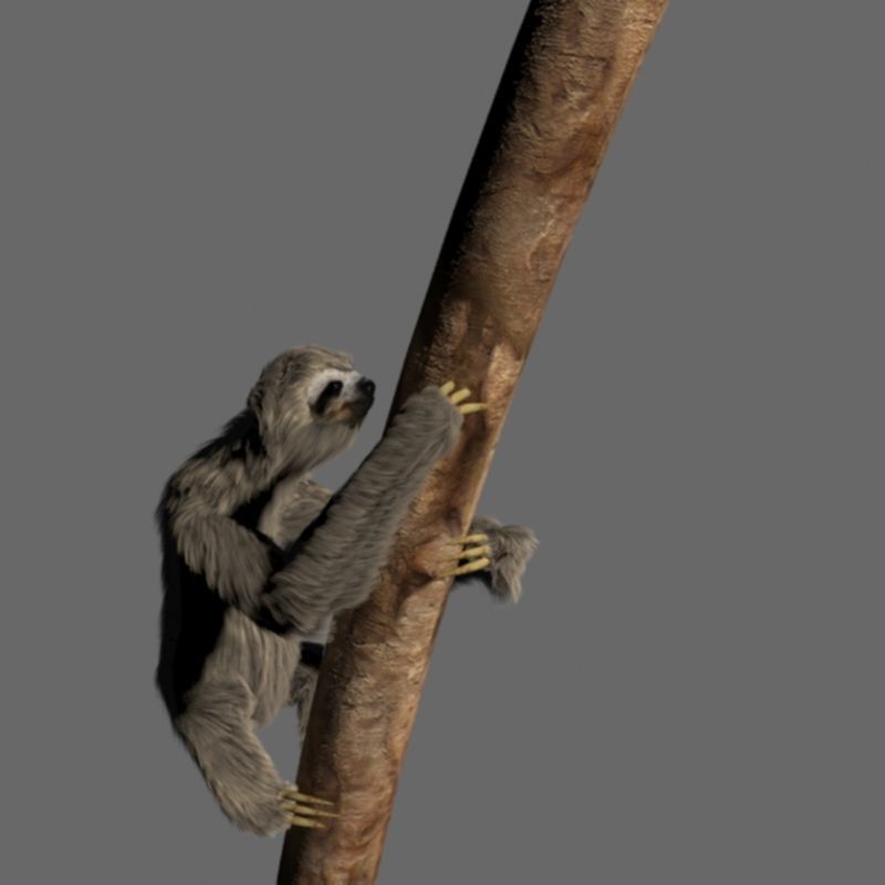 Sloth Low-poly 3D model_9