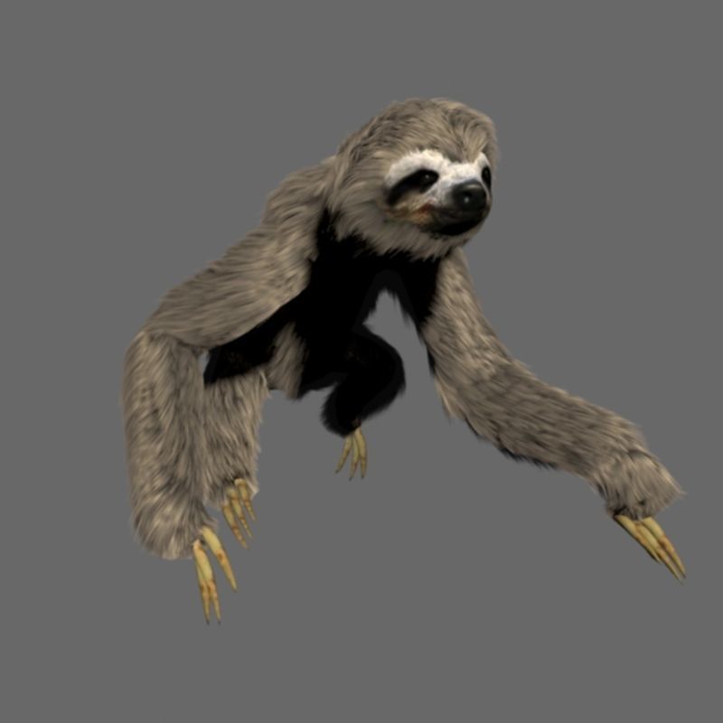 Sloth Low-poly 3D model_7