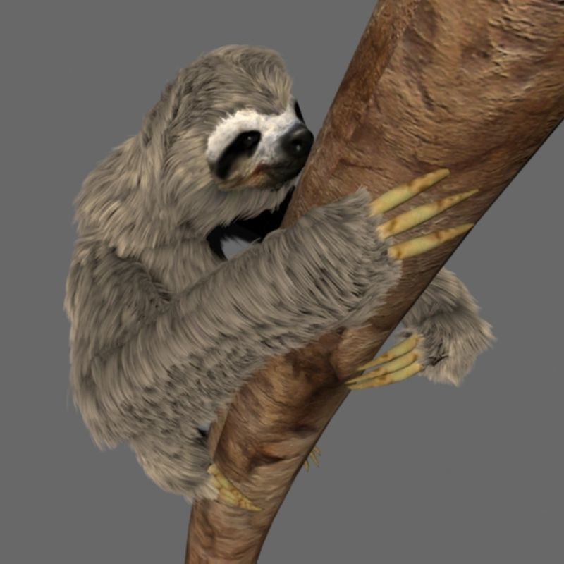 Sloth Low-poly 3D model_13