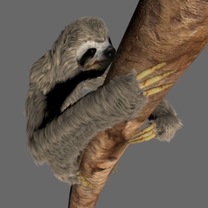 Sloth Low-poly 3D model_12