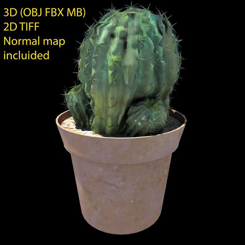 cactus 3d model obj fbx ma mb mtl cgtrader cactus 3d model obj fbx ma mb mtl cgtrader