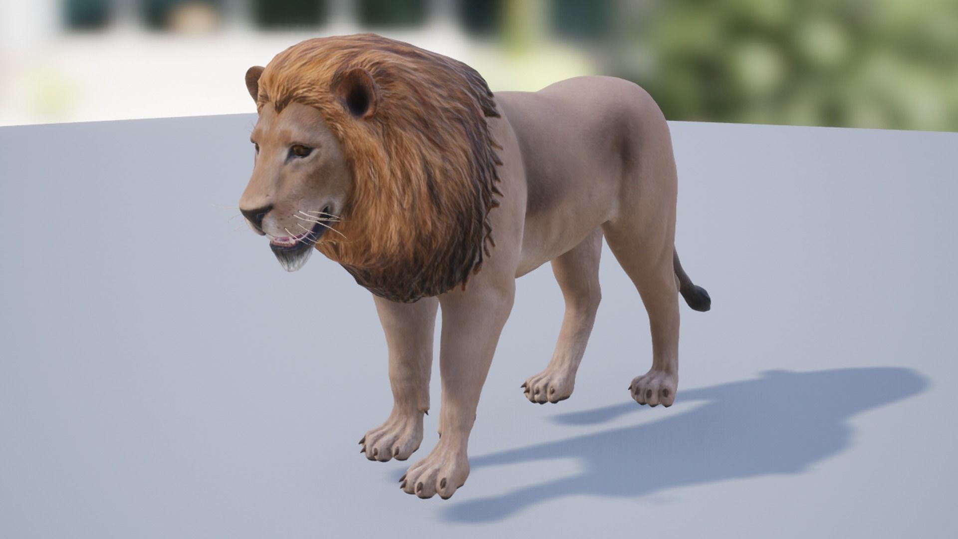Pack of wild african cats Low-poly 3D model_13