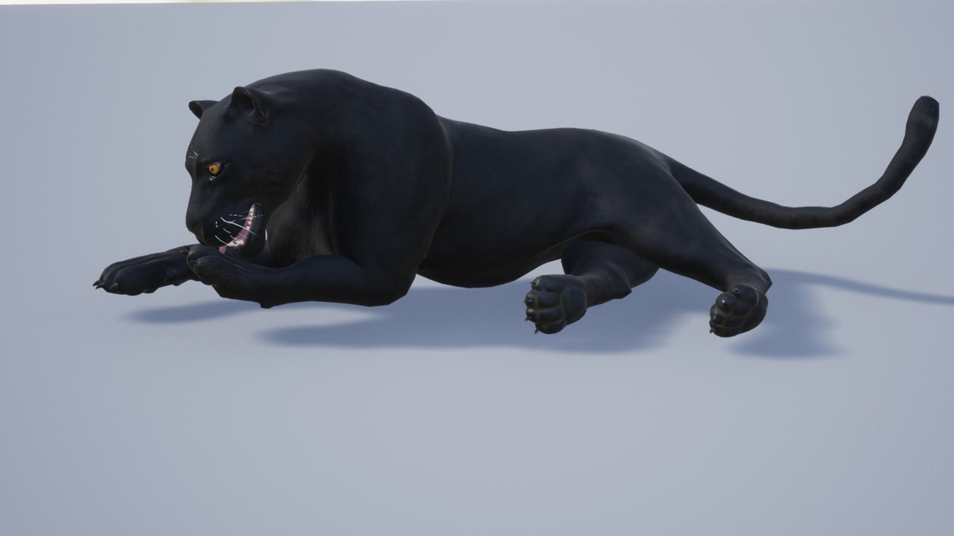 Pack of wild african cats Low-poly 3D model_10