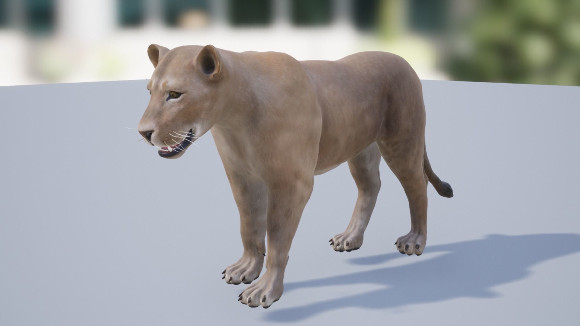 Pack of wild african cats Low-poly 3D model_15