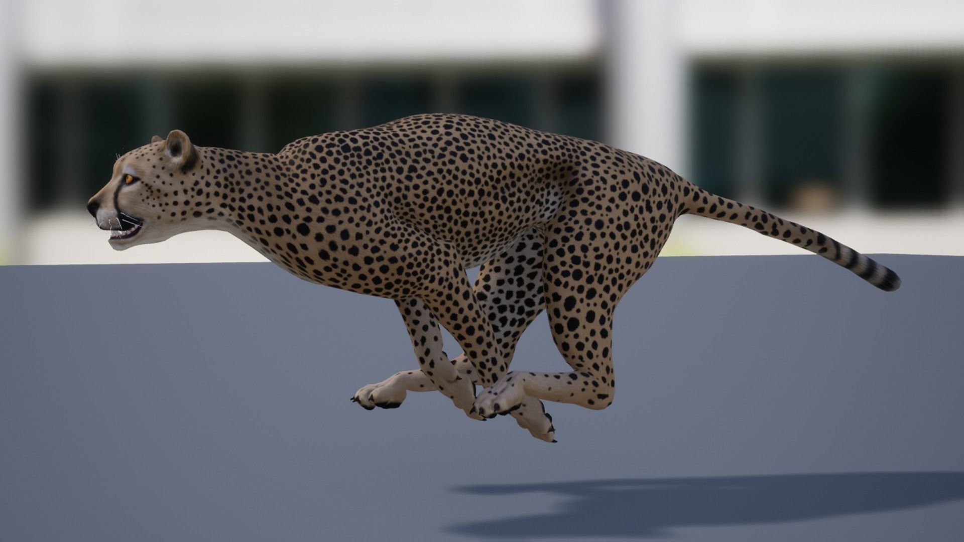 Pack of wild african cats Low-poly 3D model_8