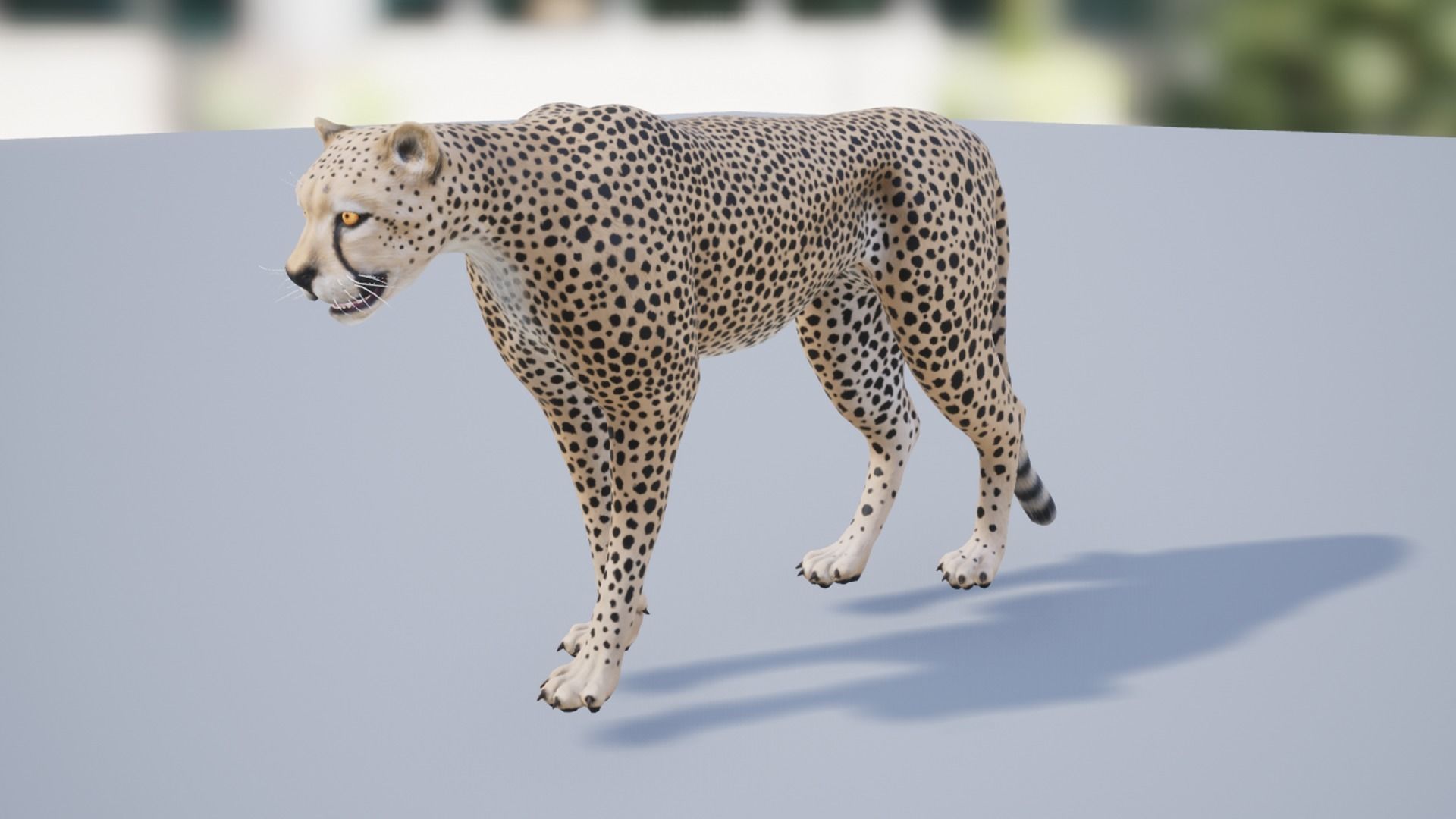 Pack of wild african cats Low-poly 3D model_7