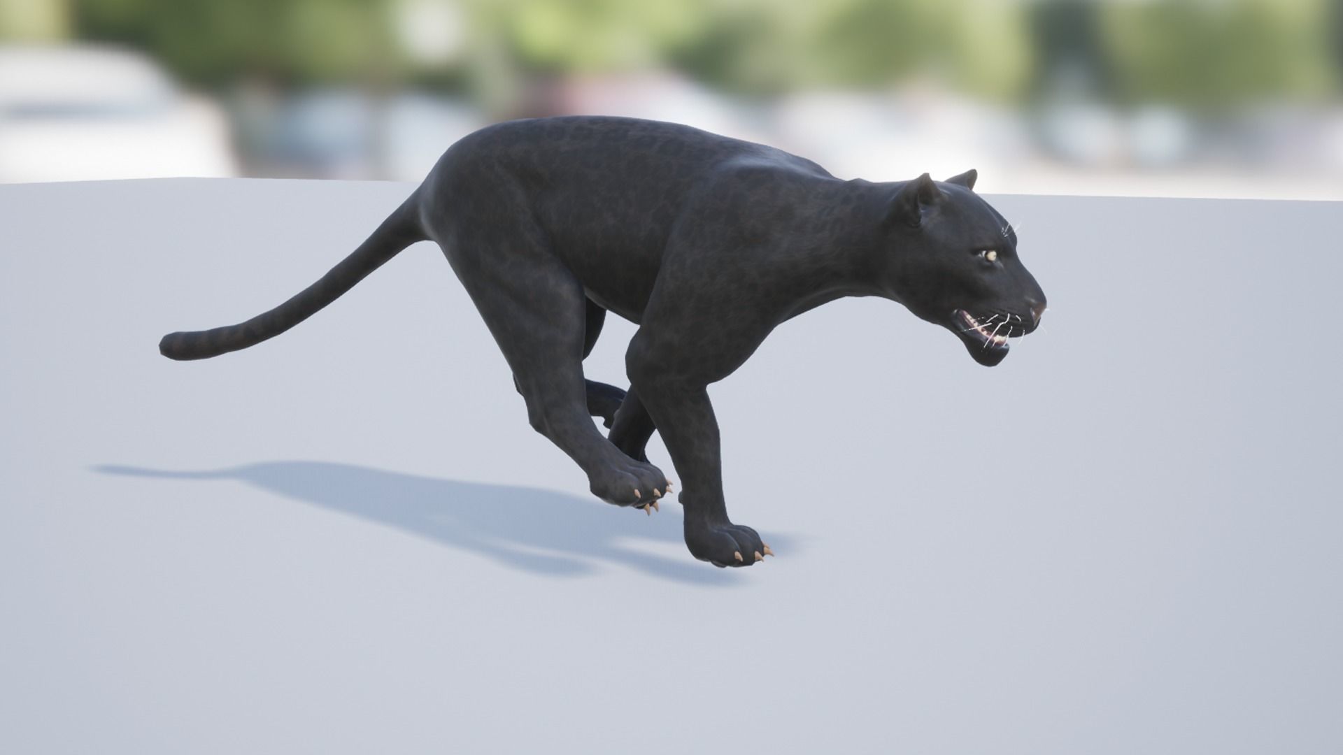 Pack of wild african cats Low-poly 3D model_12