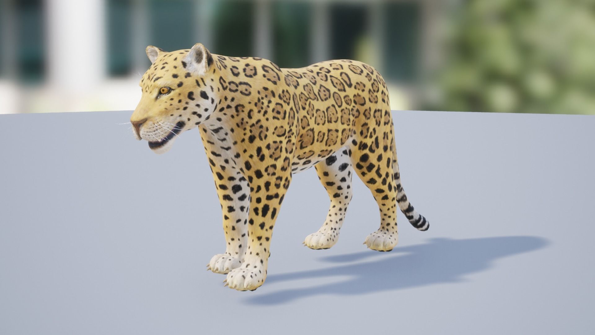 Pack of wild african cats Low-poly 3D model_9