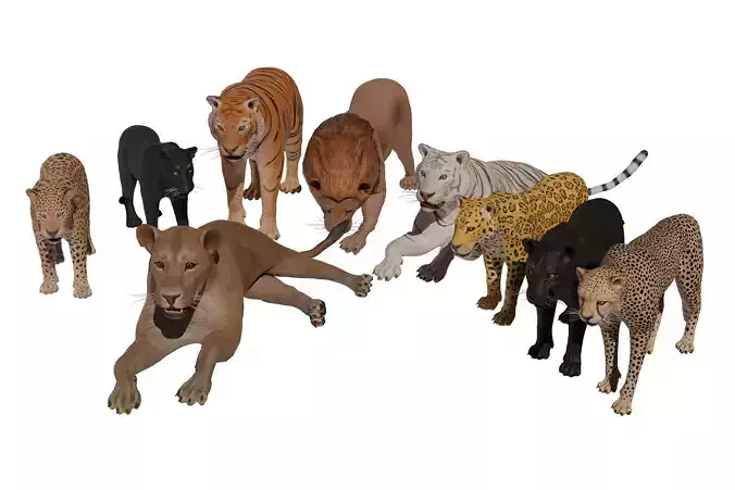 Pack of wild african cats Low-poly 3D model